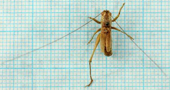 Image of speckled bush-cricket