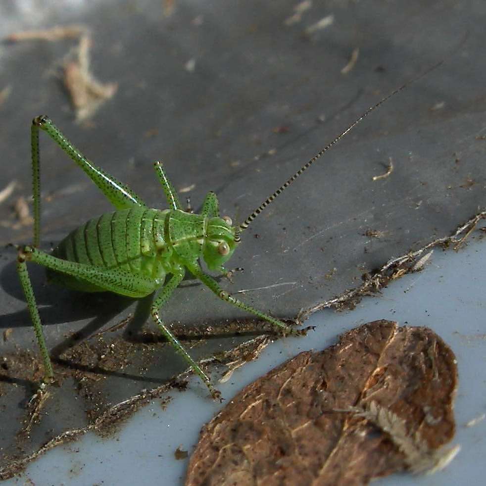 Image of speckled bush-cricket