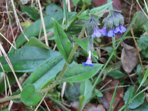 Plancia ëd Pulmonaria longifolia (Bast.) Boreau