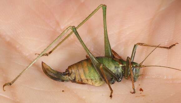 Image of speckled bush-cricket