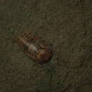 Image of Socorro Isopod