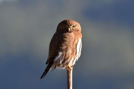 Image of Glaucidium gnoma swarthi Grinnell 1913