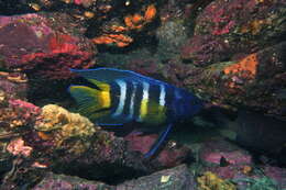 Image of Eastern Blue Devil