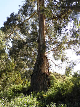 Image of Eucalyptus globulus subsp. pseudoglobulus (Naud. ex Maiden) Kirkpatrick