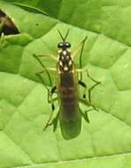 Image of Xylomya terminalis Vasey 1977