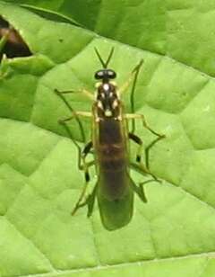 Image of Xylomya terminalis Vasey 1977