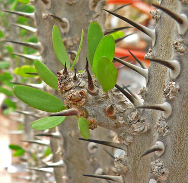 Image of Madagascan ocotillo