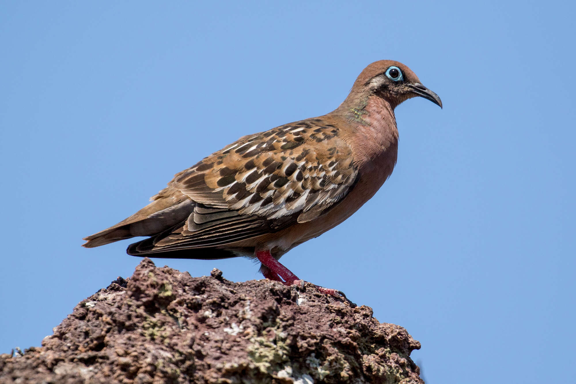 Imagem de Zenaida galapagoensis Gould 1841