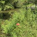 Imagem de Hibiscus coccineus (Medik.) Walter