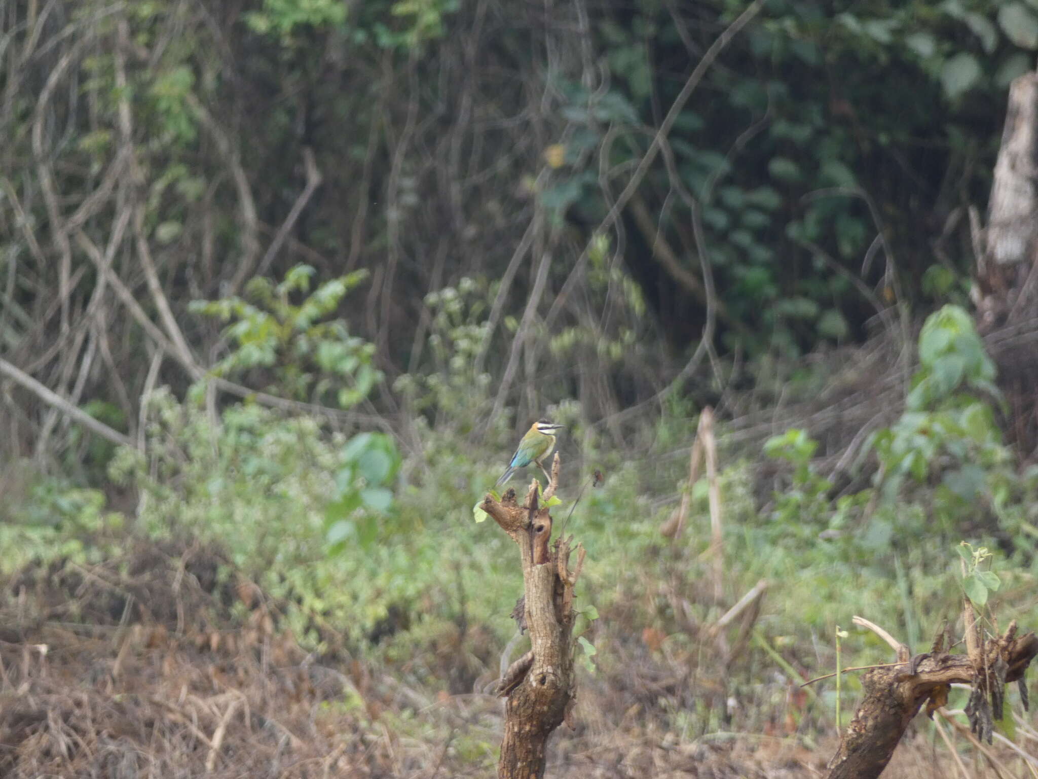 Image of White-throated Bee-eater