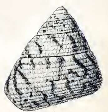 Image of Tegula pellisserpentis (Wood 1828)