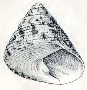 Image of Tegula pellisserpentis (Wood 1828)