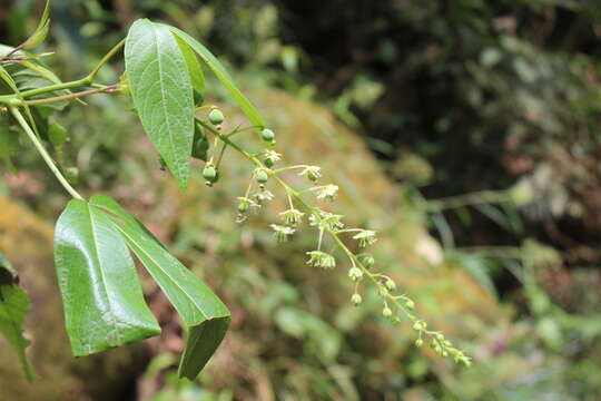 Image of Tovaria pendula Ruiz & Pav.