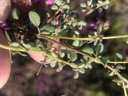 Image of <i>Indigofera alopecuroides</i> var. <i>minor</i> E. Mey.