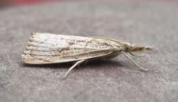 صورة Agriphila ruricolellus Zeller 1863