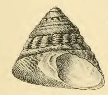 Image of Tegula pfeifferi (Philippi 1846)