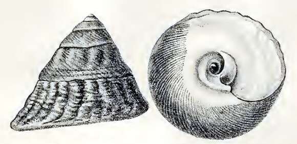 Image of Tegula pfeifferi (Philippi 1846)