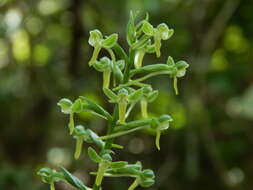 Image of Habenaria strictissima Rchb. fil.