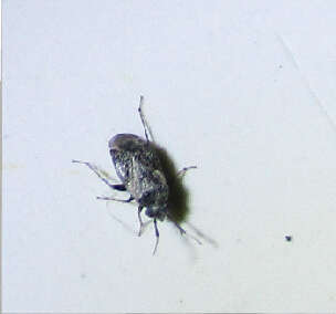 Image of Western Plant Bug