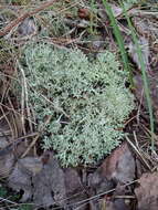 Image of Cladonia uncialis subsp. uncialis (L.) Weber ex F. H. Wigg.