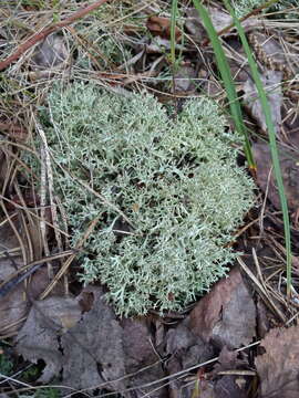 Image of Cladonia uncialis subsp. uncialis (L.) Weber ex F. H. Wigg.