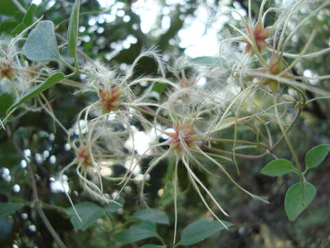 Image of Clematis javana DC.