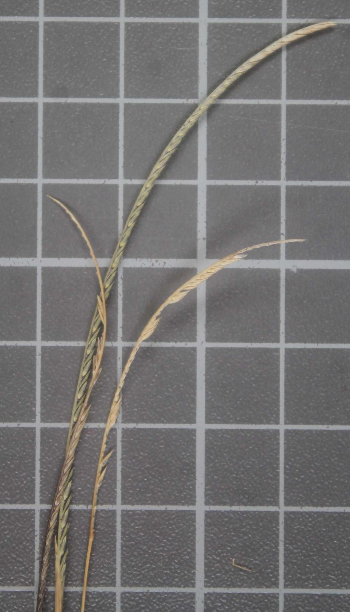 Image of Kunth's smallgrass