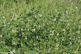 Image of large yellow vetch