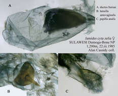 Image of Jamides cyta (Boisduval 1832)