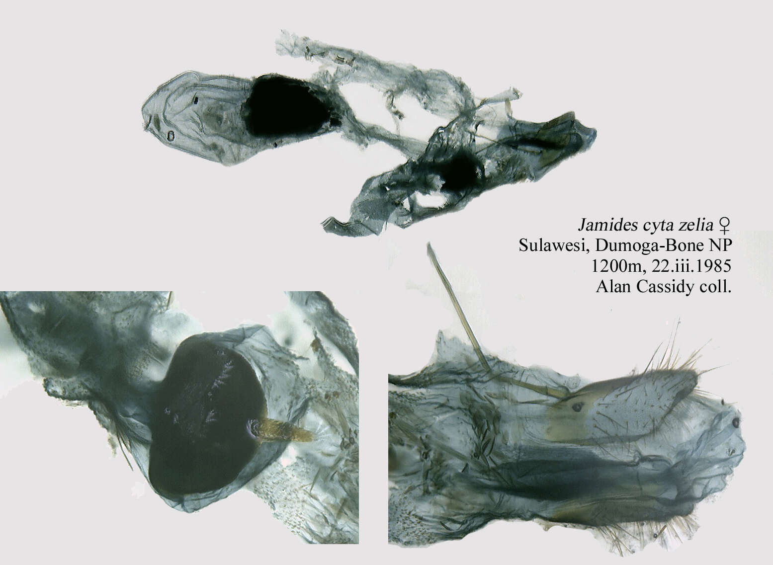 Image of Jamides cyta (Boisduval 1832)