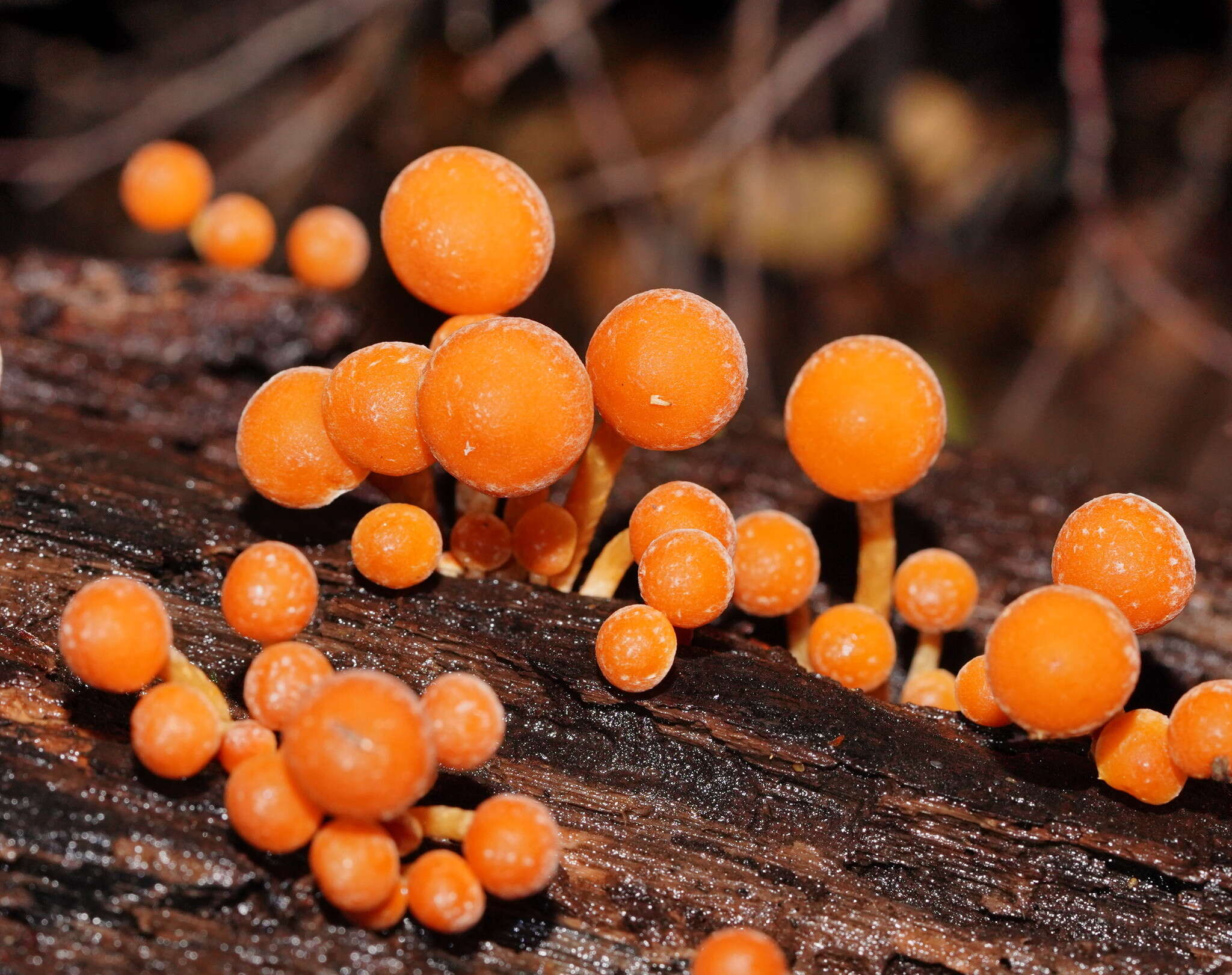 Image of Hypholoma fasciculare var. armeniacum (Y. S. Chang & A. K. Mills) Y. S. Chang, A. K. Mills, G. M. Gates & Ratkowsky