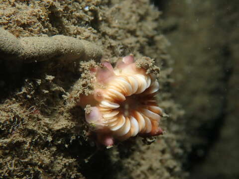 Caryophyllia subgen. Caryophyllia Lamarck 1801的图像