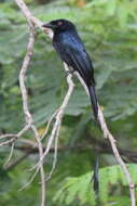 Image of Greater Racket-tailed Drongo
