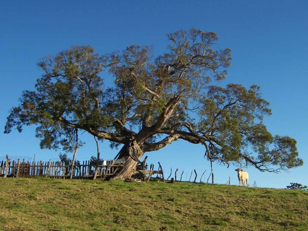 Слика од Acacia heterophylla (Lam.) Willd.