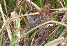 Image of Ash-throated Crake