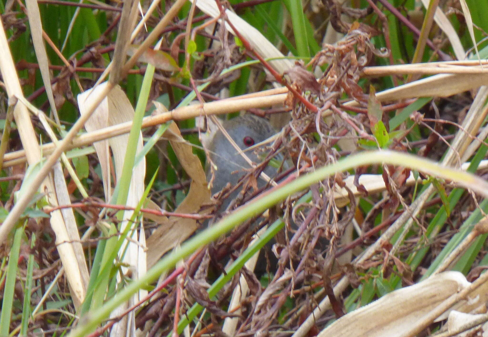 Image of Ash-throated Crake