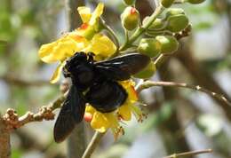 Plancia ëd Xylocopa fimbriata Fabricius 1804