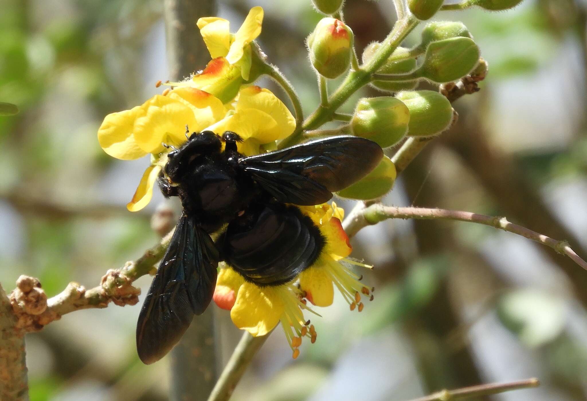 Xylocopa fimbriata Fabricius 1804 resmi