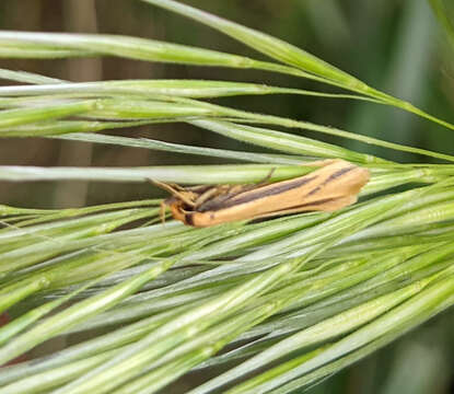 Image of Philobota protecta Meyrick 1920