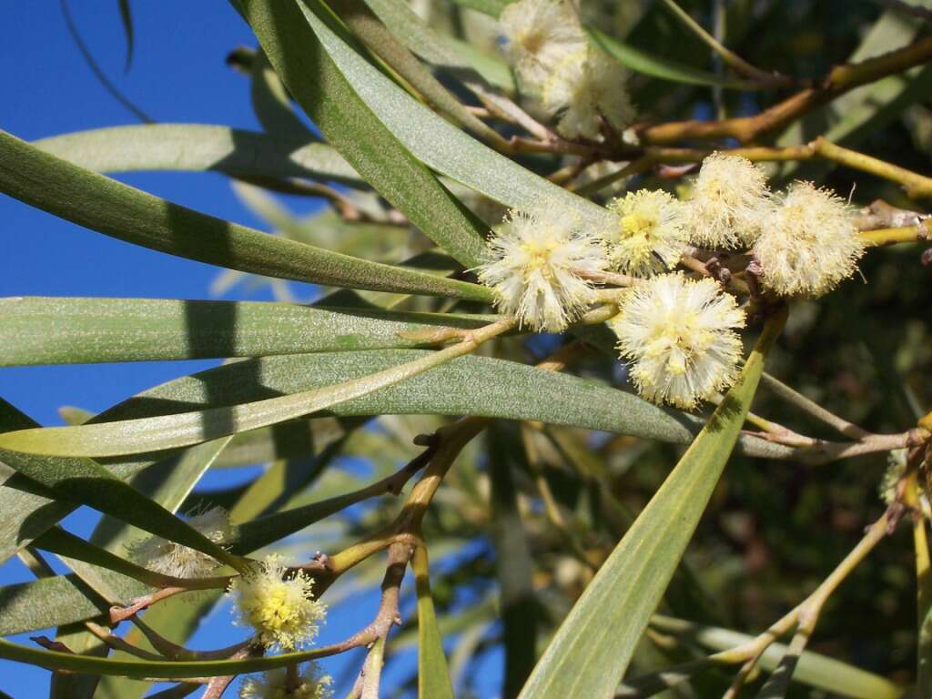 Слика од Acacia heterophylla (Lam.) Willd.