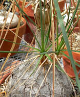 Image of Mexican Pony Tail Palm