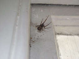 صورة Steatoda nobilis (Thorell 1875)