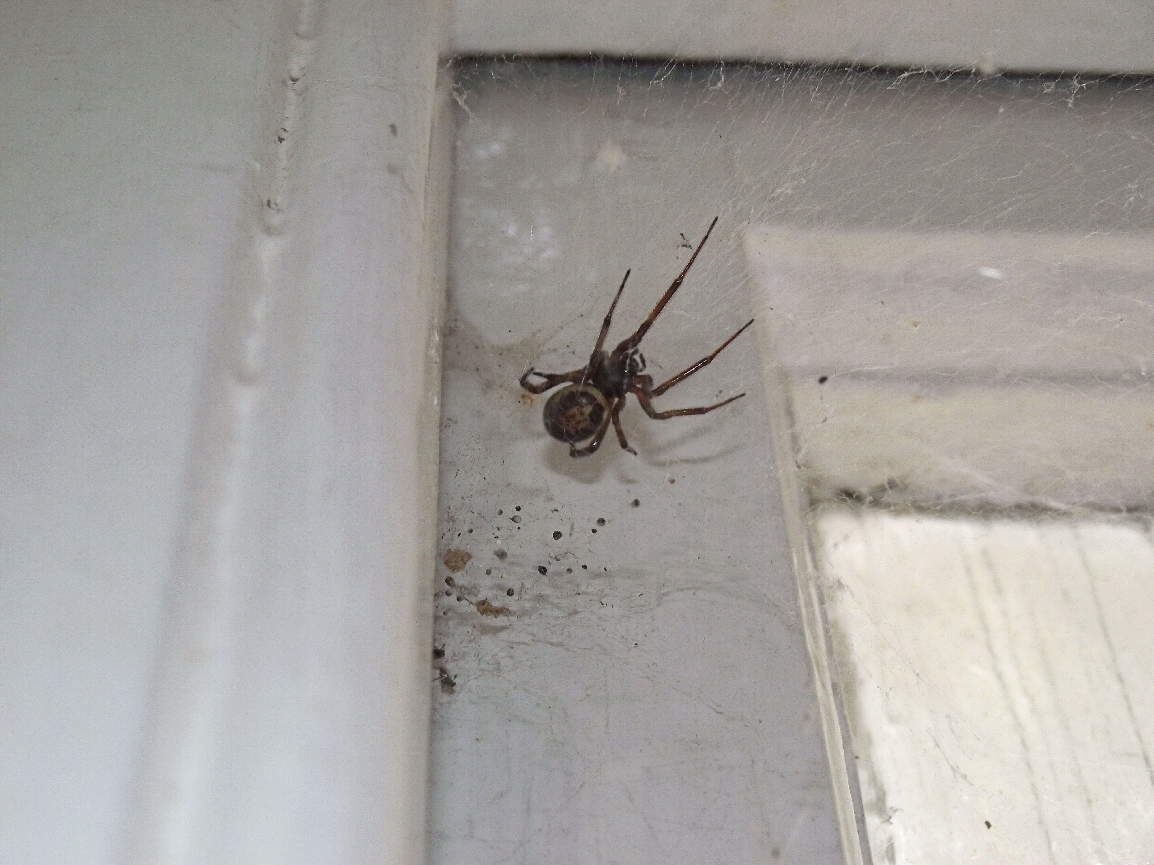 صورة Steatoda nobilis (Thorell 1875)