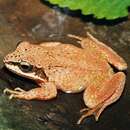 Image of Pyrenean Frog