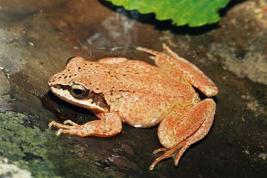 Image of Pyrenean Frog