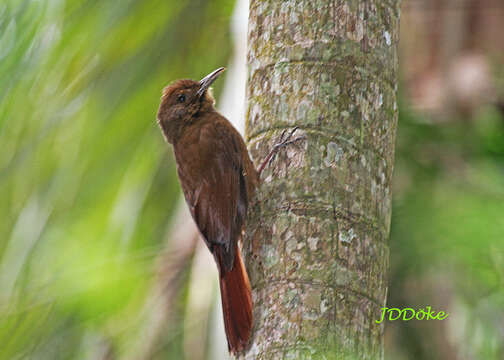 Image of Plain-winged Woodcreeper