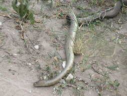 Image of Ashe’s spitting cobra