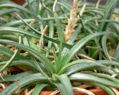 Image of Dyckia rariflora Schult. & Schult. fil.