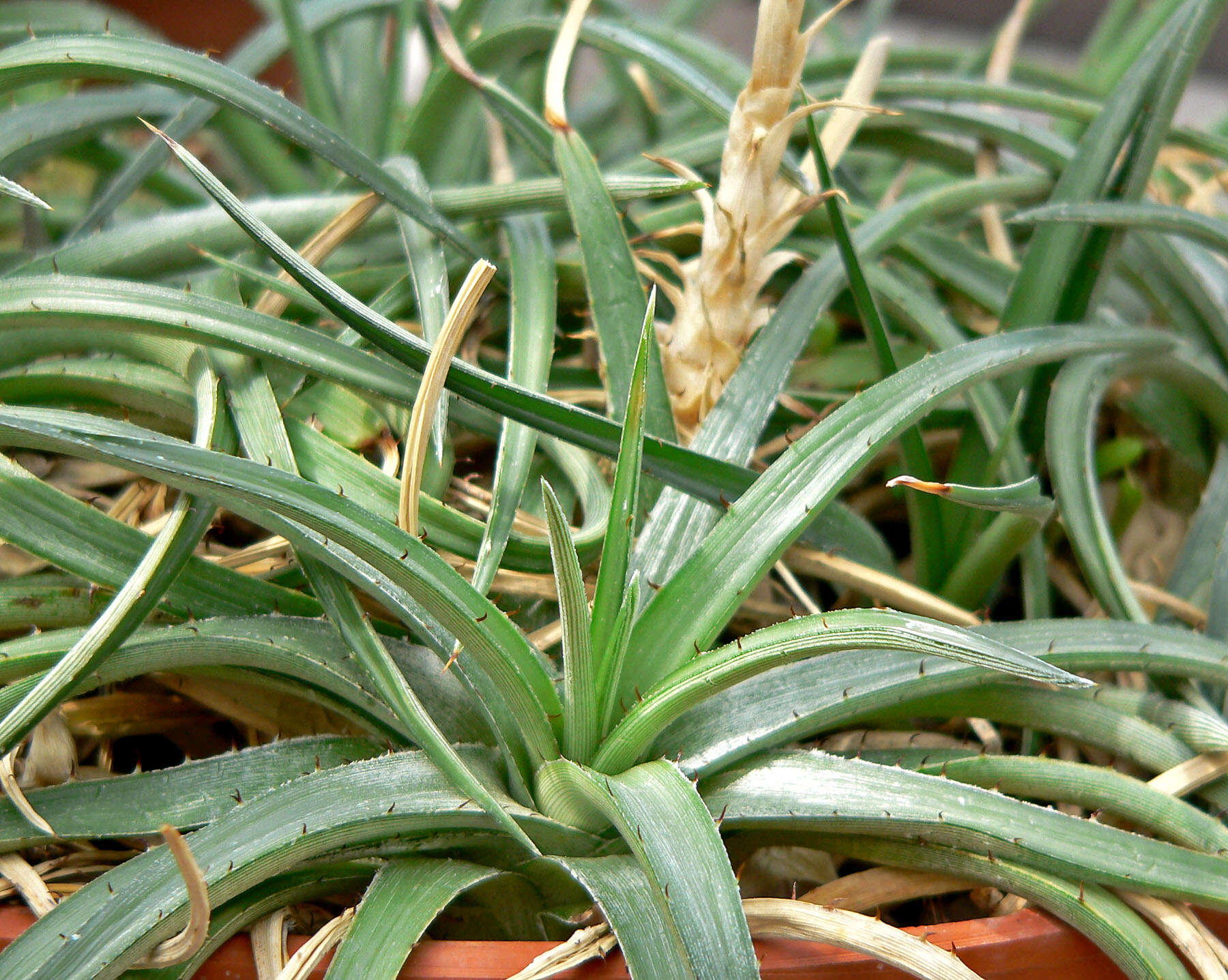 Image of Dyckia rariflora Schult. & Schult. fil.