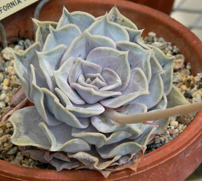 Image of echeveria